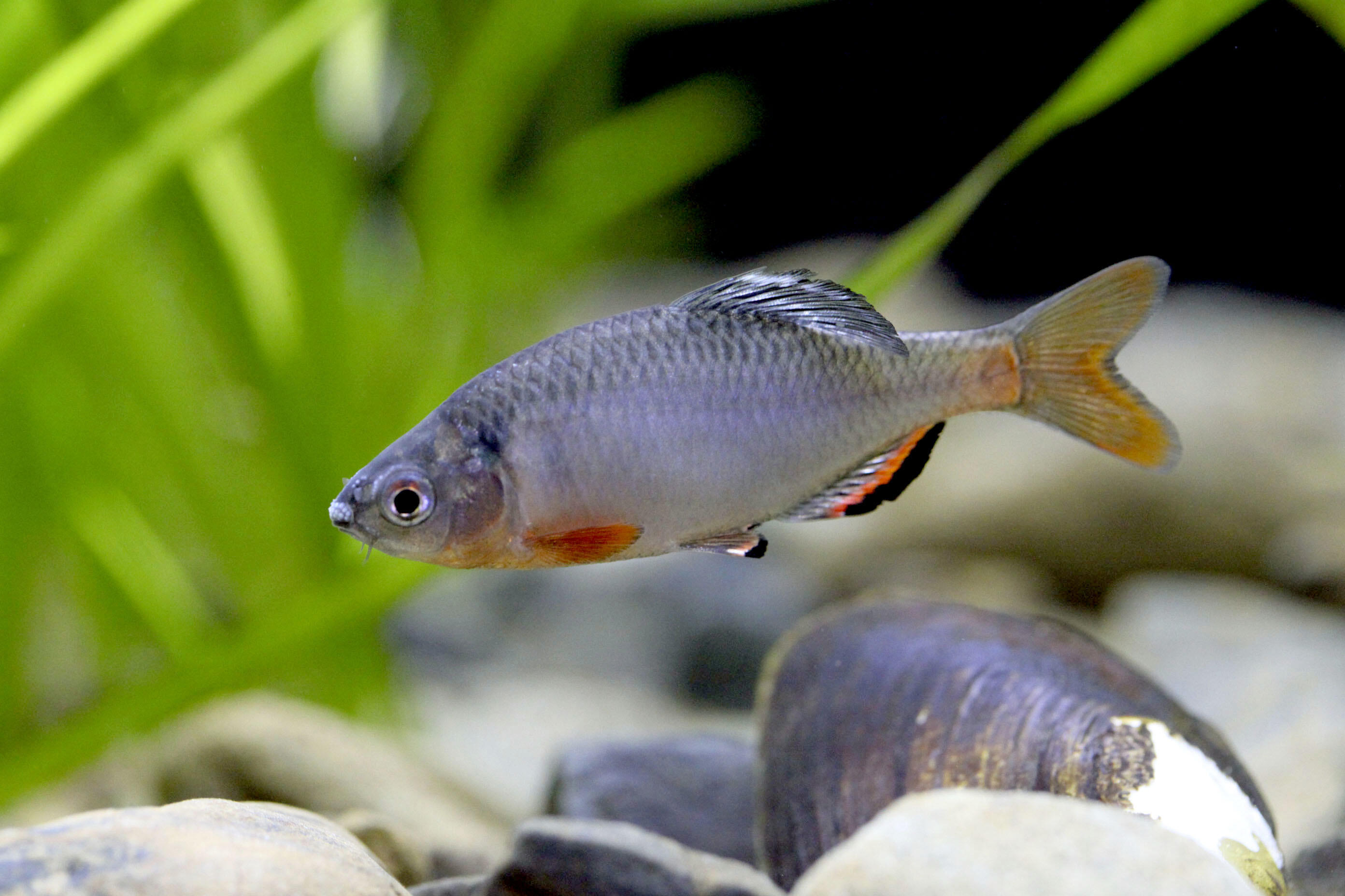 Activity example_2.jpg